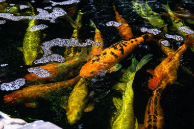 Koi Pond 'da. Gölde yüzen çok renkli koi balıkları. Temiz su, taşlar, güzel yansımalar ve süslü balıklar.