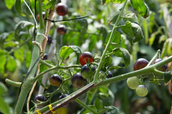 Bahçede yetişen olgunlaşmamış domateslerin yakın çekimi.