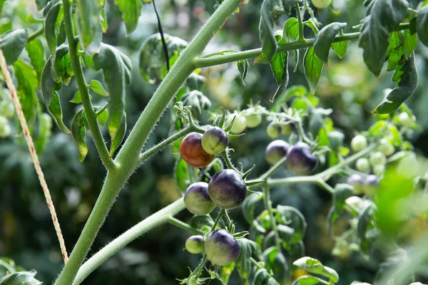 Bahçede yetişen olgunlaşmamış domateslerin yakın çekimi.