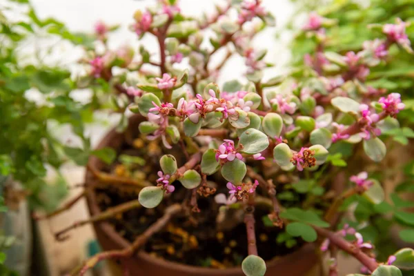Güzel Ekim Daphne çiçeklerinin yakın çekimi.