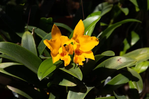 Bahçede yetişen güzel sarı Dendrobium orkidelerinin yakın çekimi.