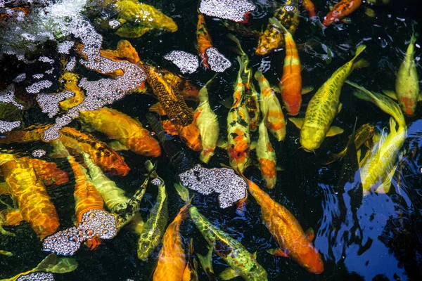 Koi Pond 'da. Gölde yüzen çok renkli koi balıkları. Temiz su, taşlar, güzel yansımalar ve süslü balıklar.