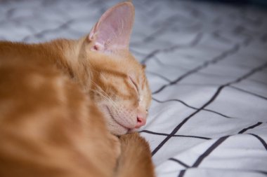 Yatakta uyuyan sevimli kedi fotoğrafı. 