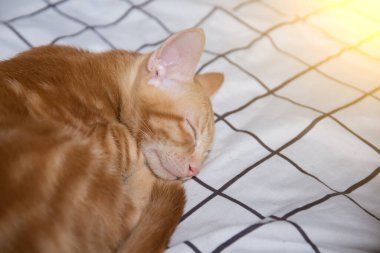 Yatakta uyuyan sevimli kedi fotoğrafı. 