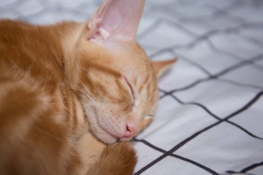 Yatakta uyuyan sevimli kedi fotoğrafı. 