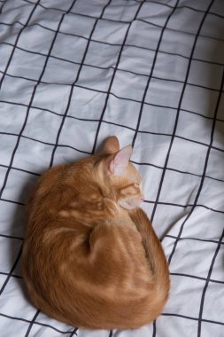 Yatakta uyuyan sevimli kedi fotoğrafı. 