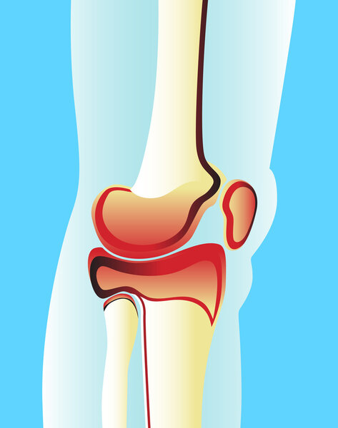 Illustration of a knee joint