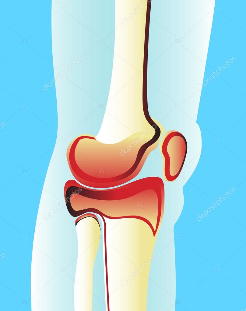 Illustration of a knee joint