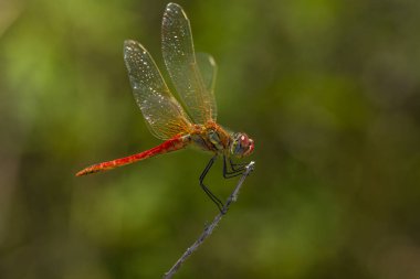 Kırmızı yusufçuk dalda