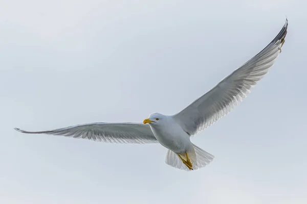 Açık kanatları havada süzülen bir martı.