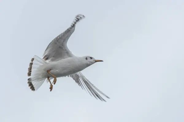 Açık kanatları havada süzülen bir martı.