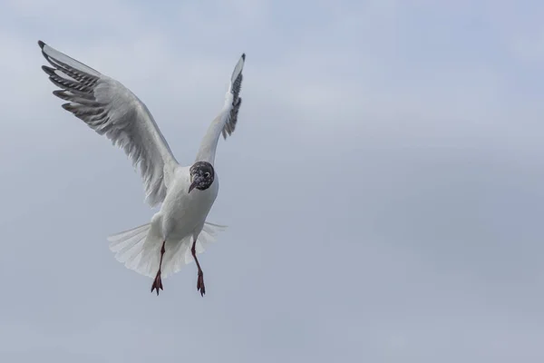 Açık kanatları havada süzülen bir martı.