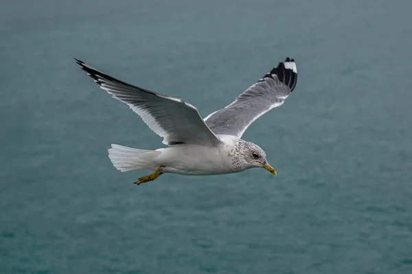 Açık kanatları havada süzülen bir martı.
