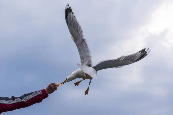 Uçan bir martıyı elle beslemek güzel bir duygu.