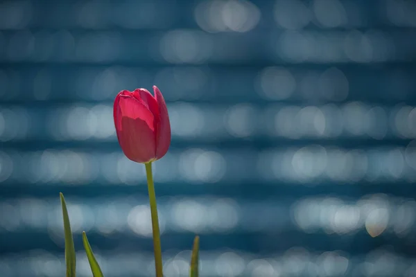 İstanbul Lale Festivali 'ni süsleyen kırmızı laleler güzel bir mavi arka planla süsleniyor