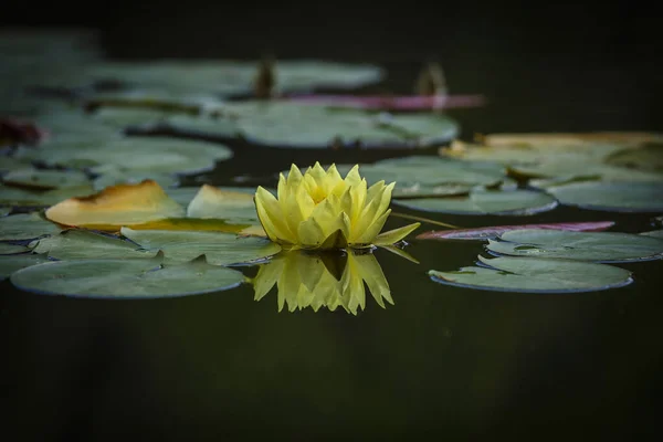 Zarif sarı su zambağı suyun üzerinde yüzüyor.