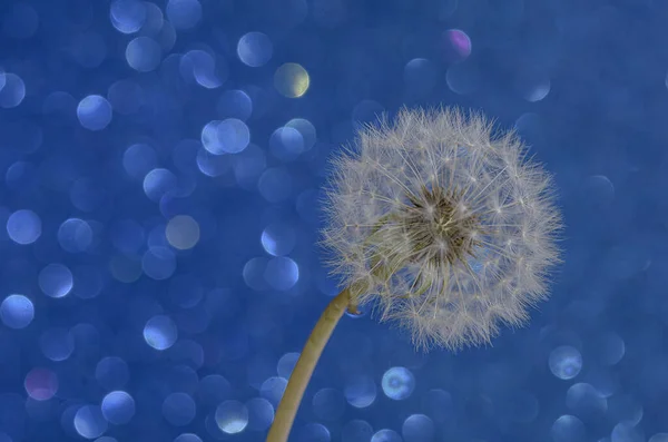 Karahindiba bitkisi tohum doğasına yakın.