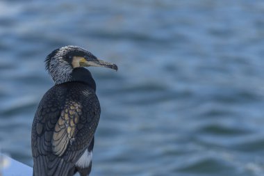 Sahilde dinlenen bir karabatağın güzel bir portresi.