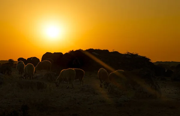 Koyun gün batımında sığınağa girmeye hazırlanıyor.