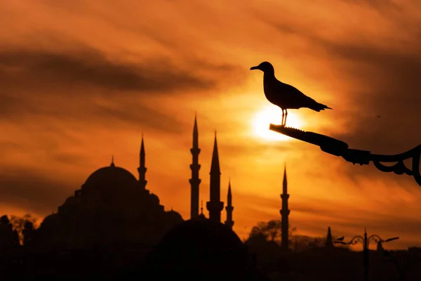 Gün batımında arkaplanda Süleyman Camii 'nin olduğu martının silueti.