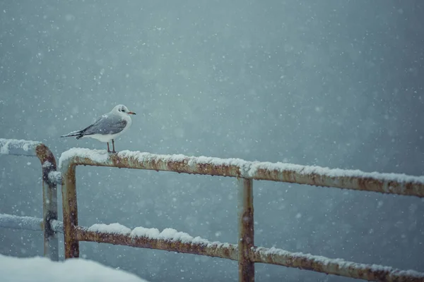 Martı kar altında dinlenmeye çalışıyor.