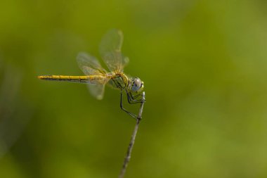 Sarı yusufçuk dalda
