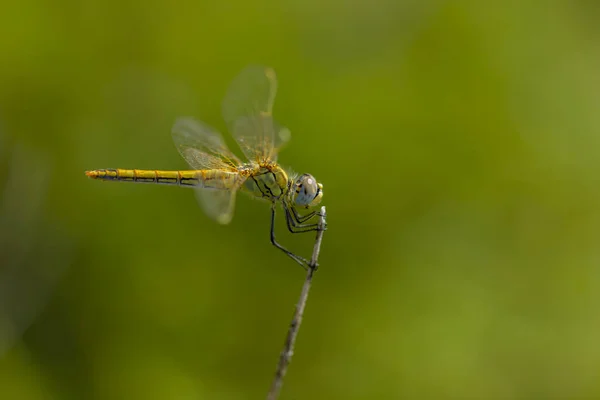 Sarı yusufçuk dalda