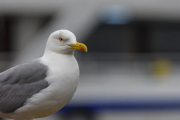 İstanbul 'un sembolü olan martıların yakın plan portresi