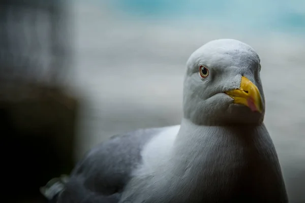 İstanbul 'un sembolü olan martıların yakın plan portresi