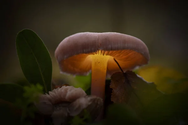 Gece ormanında parlayan mantar. Mantarların fantastik dünyası.