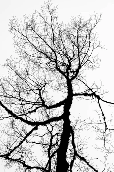 Kurumuş ağaç dalları olan güzel bir siyah beyaz arka plan.
