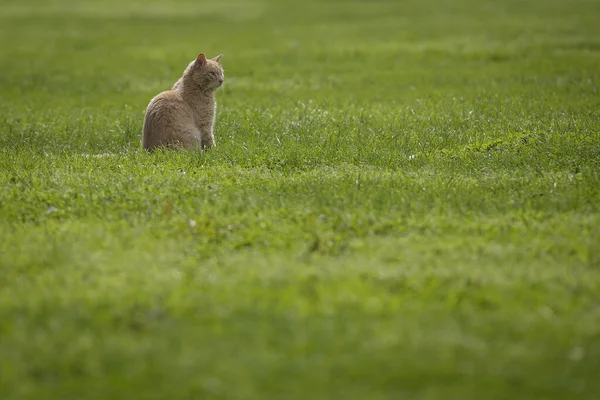 Yeşil çimlerin üzerinde oturan başıboş bir kedi.
