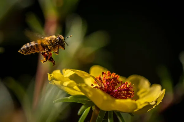 Sarı bir çiçekten polen toplayan bir arı..