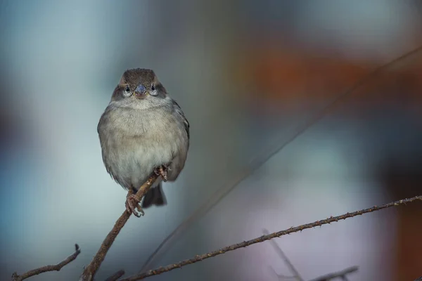Soğuk bir kış gününde bir dalda dişi serçe..