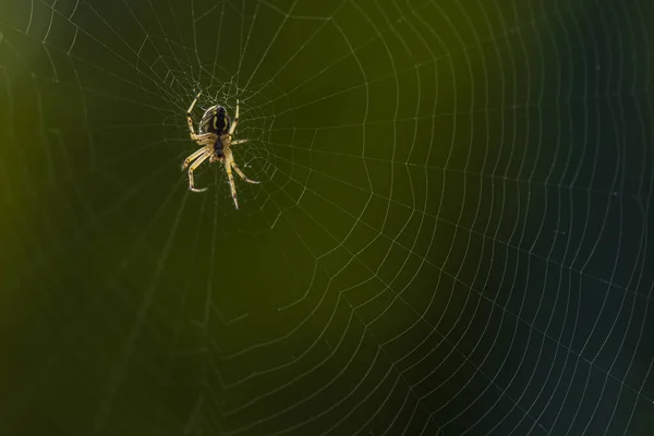 Örümcek ağında kurbanını bekleyen bir örümcek..