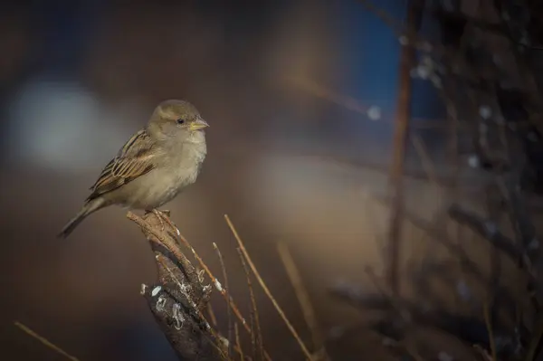 Soğuk bir kış gününde bir dalda dişi serçe..