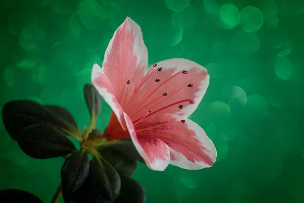 Hoş yeşil bir arka planda açan bir açelya..