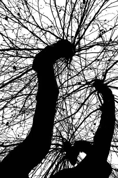 Siyah ve beyaz ağaç silueti farklı bir arkaplan oluşturabilir.