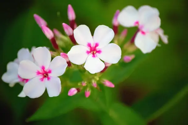 Çiçek Seni Gülümsemeye Davet Ediyor — Stok fotoğraf
