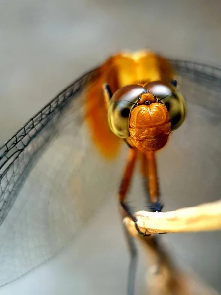 Close Gold Dragonfly Perching Dried Branch Tree — Stock Photo, Image