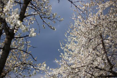 Bahçede meyve ağaçları Bayındır - bahar