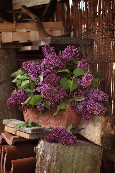 Un bouquet di lilla, fiori lilla su bacino di legno - Maggio — Foto Stock