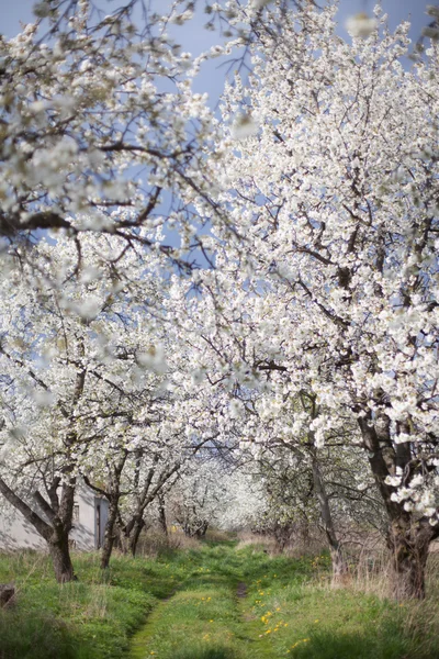 The spring in the garden - flourishing fruit trees — Stock Photo, Image