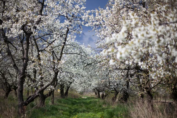 La primavera nel giardino - alberi da frutto fiorenti — Foto Stock