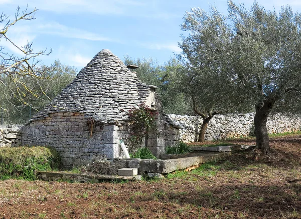 Güneşli bir bahar gününde Alberobello 'yu çevreleyen zeytinliklerdeki kırsal trullo
