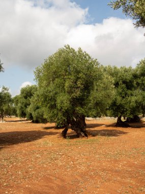 Puglia 'da Monopoli kırsalında güzel gövdeli antik zeytin ağaçlarının fidanlıkları vardır. Fotoğraf güneşli bir Ağustos gününde çekilmiştir.
