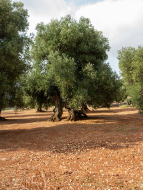Puglia 'da Monopoli kırsalında güzel gövdeli antik zeytin ağaçlarının fidanlıkları vardır. Fotoğraf güneşli bir Ağustos gününde çekilmiştir.
