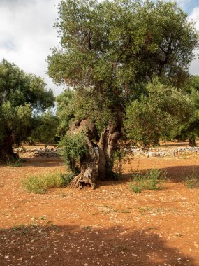 Puglia 'da Monopoli kırsalında güzel gövdeli antik zeytin ağaçlarının fidanlıkları vardır. Fotoğraf güneşli bir Ağustos gününde çekilmiştir.