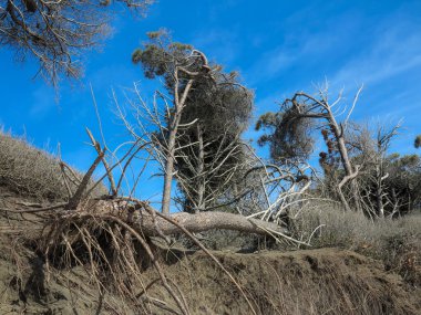 Sıcak iklim ve deniz kıyısındaki ilerlemeler sahilin yakınındaki çam ağaçlarının ölümüne neden olur. Fotoğraf güneşli bahar gününde çekildi.
