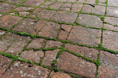 Piazza di Querceto 'nun (Pisa) kahverengi zemininde, güneşli bir kış gününde çimenler arasında büyüyen terracotta fayanslarında.